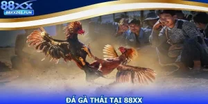 Đá Gà Thái Và Hình Thức Thi Đấu Chuyên Nghiệp Tại 88XX