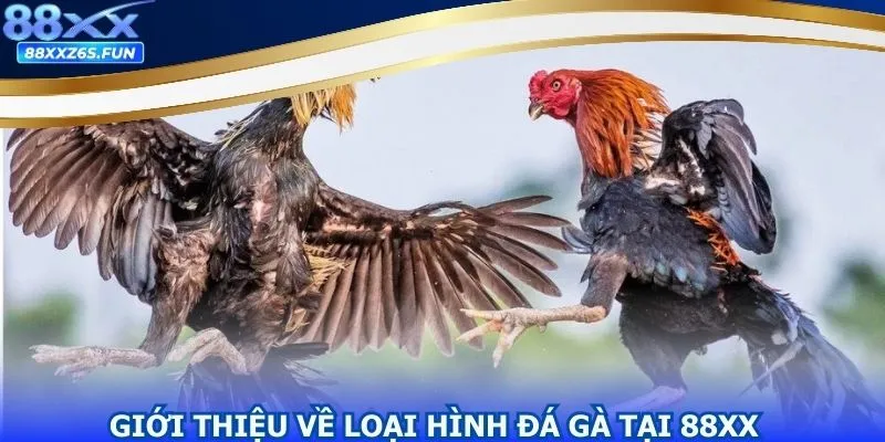 Đôi nét về siêu phẩm đá gà 