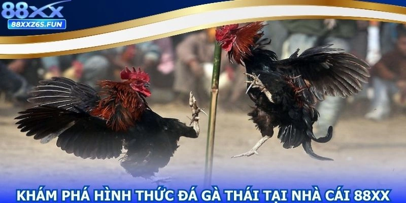 Giới thiệu mô hình đá gà Thái dành cho người chơi
