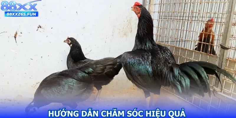 Hướng dẫn chăm sóc hiệu quả và toàn diện