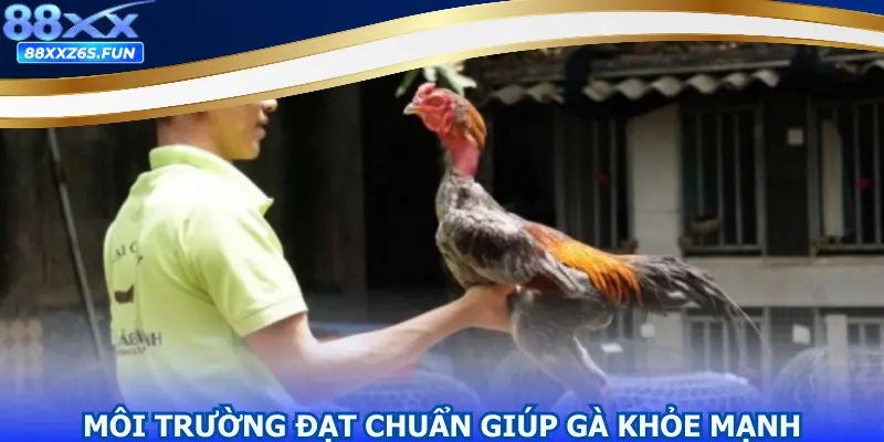 Môi trường đạt chuẩn giúp gà khỏe mạnh