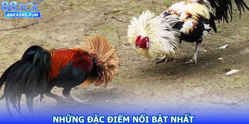 Những đặc điểm nổi bật nhất từ loại hình này