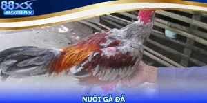 Nuôi Gà Đá Giúp Tối Ưu Thể Lực Trước khi Tham Gia Chơi